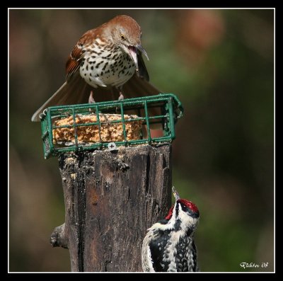 Brown Thrasher and Yellow bellied Sapsucker
