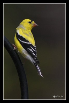 goldfinch2.jpg