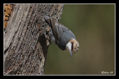 Brown headed Nuthatch