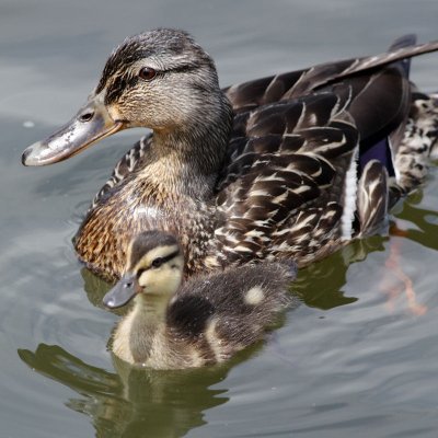 Duckling with Mom