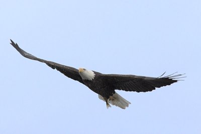 Eagle With Breakfast