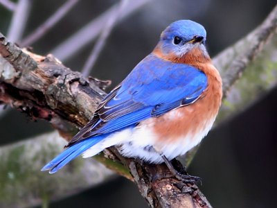 Eastern Bluebird