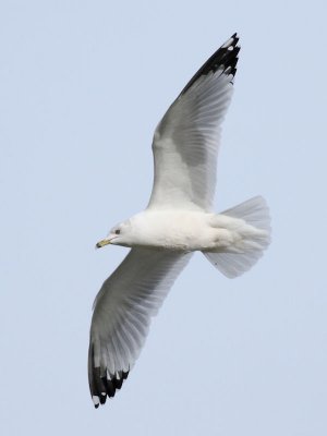 Ring-billed Gull In Flight