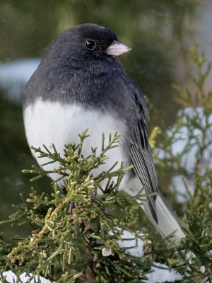 Dark-eyd Junco