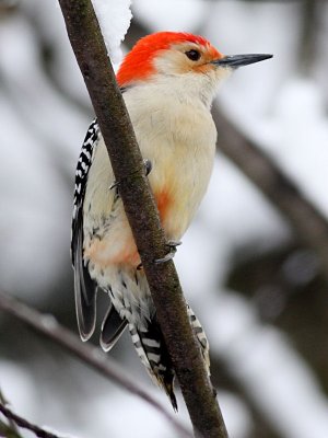 Red-bellied Woodpecker