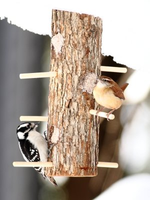 Birds discover my new suet feeder