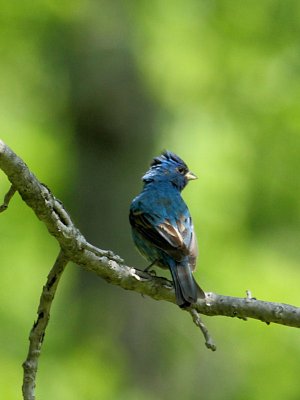 Indigo Bunting