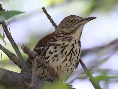 Brown Thrasher