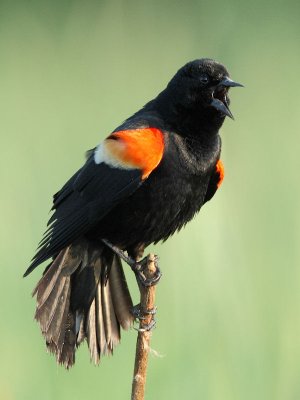 Red-winged Blackbird