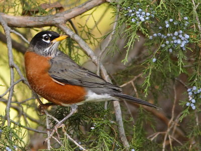 Robin in the Cedar Tree