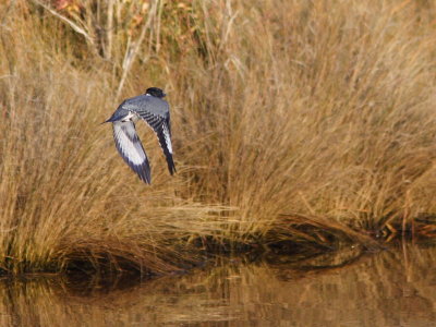 Belted Kingfisher Departing
