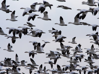Snow Geese in a Hurry