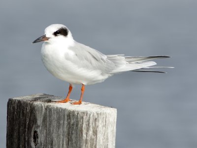 Forster's Tern