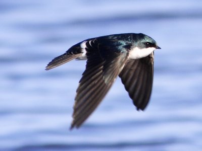 Tree Swallow