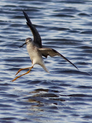 Greater Yellowlegs