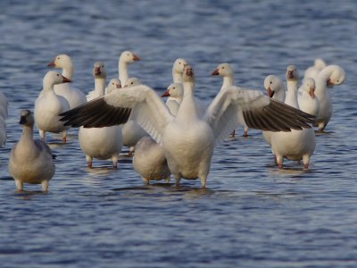 Snow Goose Showing Off