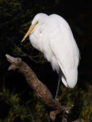 Great Egret