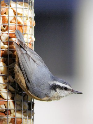 Red-breasted Nuthatch