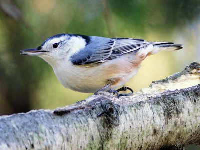 White-breasted Nuthatch