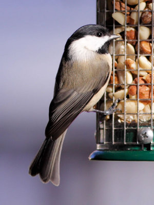Carolina Chickadee