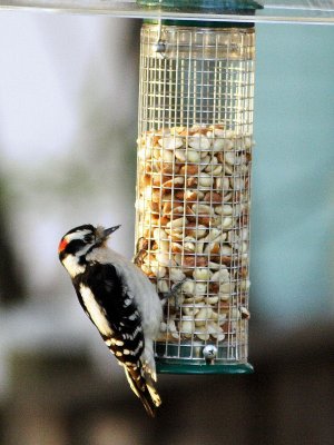 Downy Woodpecker
