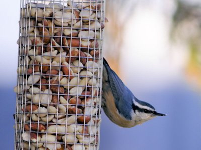 Red-breasted Nuthatch