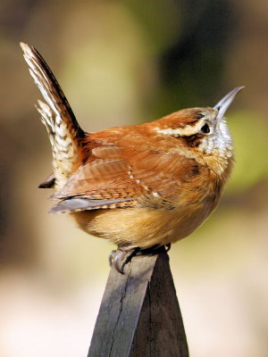 Carolina Wren