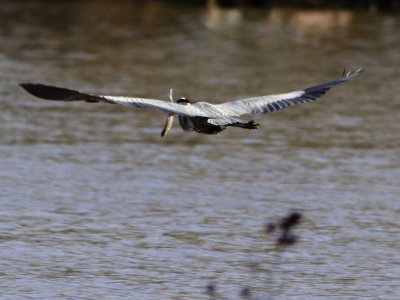 Heron Story