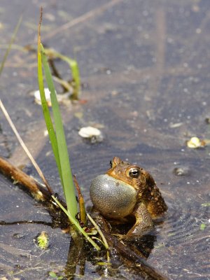 American Toad Calling