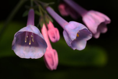 Bluebells