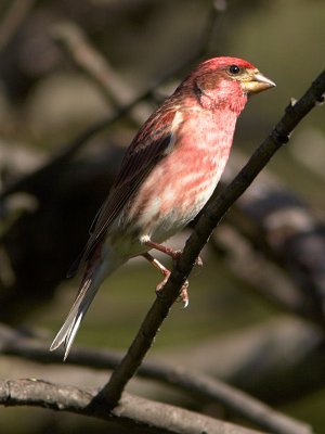 Purple Finch (male)