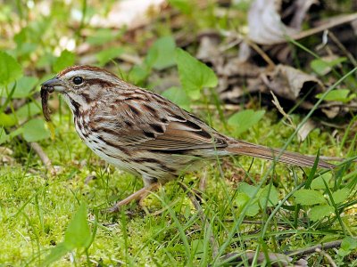 Song Sparrow Having Lunch