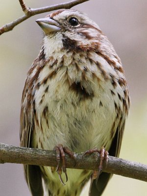 Song Sparrow Closeup