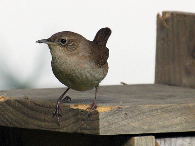 House Wren