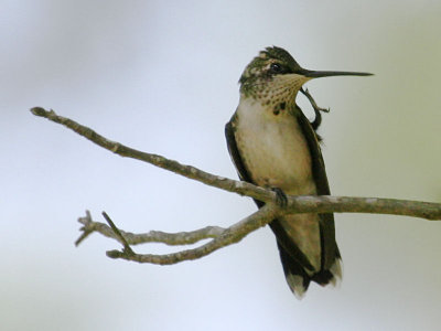 Ruby-throated Hummingbird