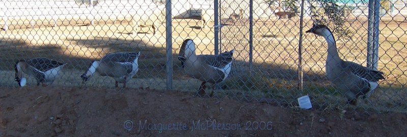 got your geese all in a row