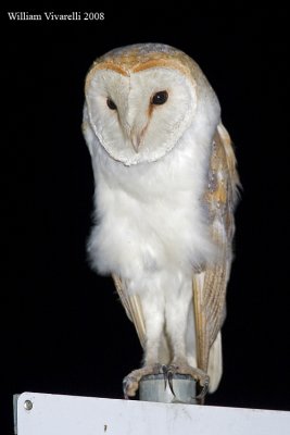 Barbagianni (Tyto alba)