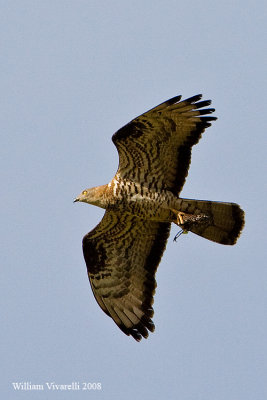 Falco pecchiaiolo (Pernis apivorus)