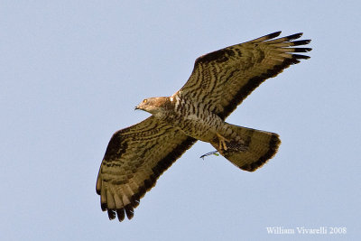 Falco pecchiaiolo (Pernis apivorus)