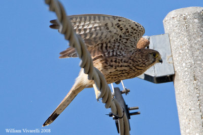 Gheppio (Falco tinunculus)