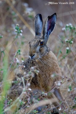 Lepre comune (Lepus europaeus)