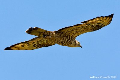 Falco pecchiaiolo (Pernis apivorus)