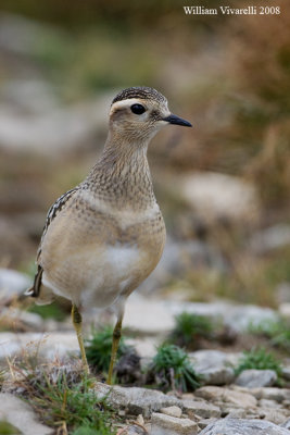 Piviere tortolino (Charadius morinellus)