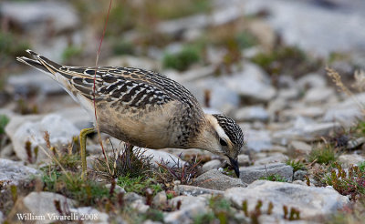 Piviere tortolino (Charadius morinellus)