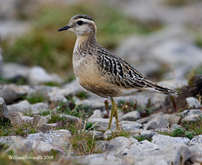 Piviere tortolino (Charadius morinellus)