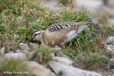 Piviere tortolino (Charadius morinellus)