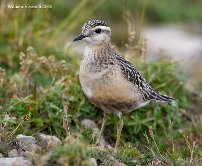 Piviere tortolino (Charadius morinellus)