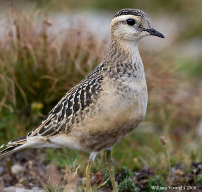 Piviere tortolino (Charadius morinellus)