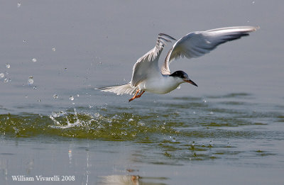 Sterna comune Juv  (Sterna hirundo)