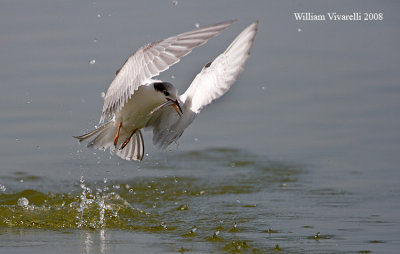 Sterna comune Juv  (Sterna hirundo)